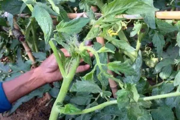 大棚番茄早衰症状，具有茎秆细、侧枝少、果实小等表现