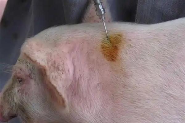打完氯前列烯醇多久能下猪，通常24小时内就可以下小猪