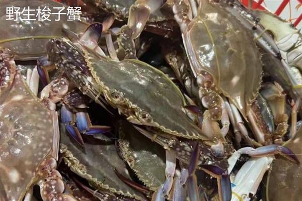 野生梭子蟹与养殖梭子蟹有什么区别，外壳、肚皮、蟹腿均不同
