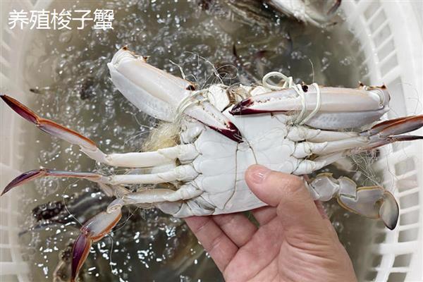 野生梭子蟹与养殖梭子蟹有什么区别，外壳、肚皮、蟹腿均不同