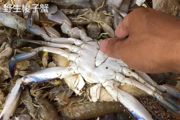 野生梭子蟹与养殖梭子蟹有什么区别，外壳、肚皮、蟹腿均不同