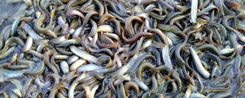怎么在房顶养殖泥鳅，池水透明度要保持在15-25厘米