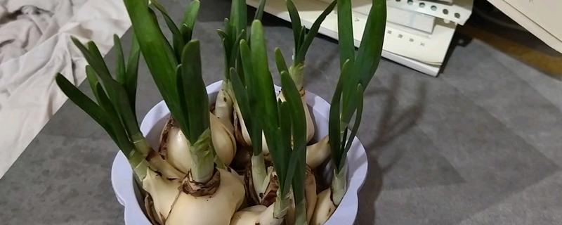 水仙花一直长高不开花的原因，可能是缺少光照或养分不足所致