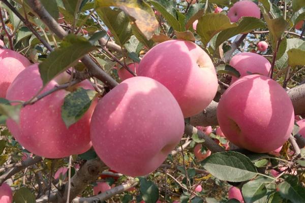 哪些水果在秋季成熟，常见苹果、芒果、火龙果等品种