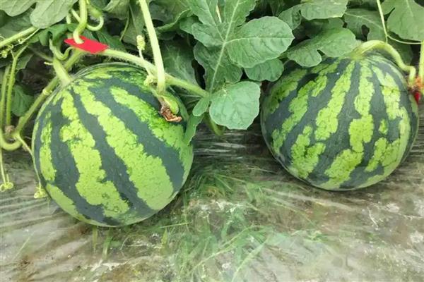 哪些水果在秋季成熟，常见苹果、芒果、火龙果等品种