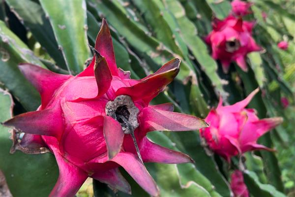 哪些水果在秋季成熟，常见苹果、芒果、火龙果等品种