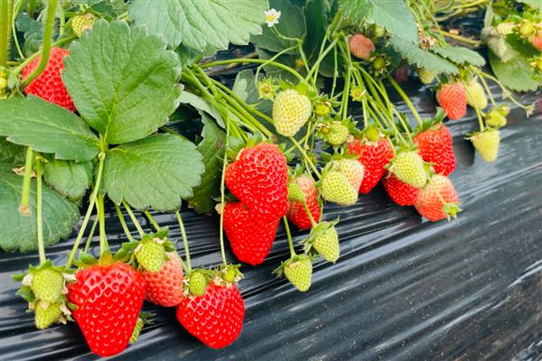 哪些水果在秋季成熟，常见苹果、芒果、火龙果等品种