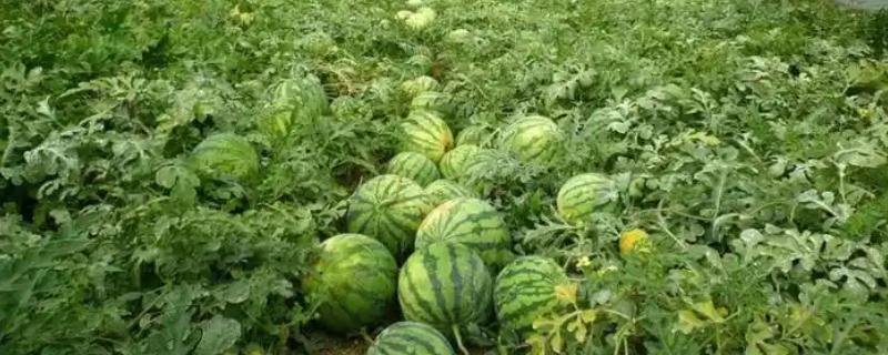 秋季怎么在大棚内种植西瓜，人工授粉可避免西瓜的成熟期推迟