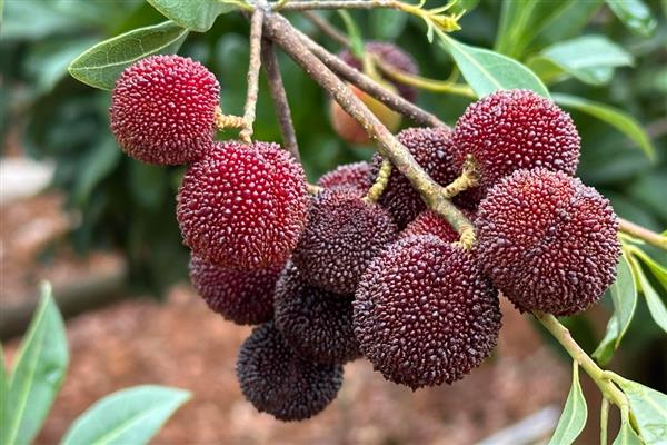 哪些水果在秋季成熟，常见苹果、芒果、火龙果等品种