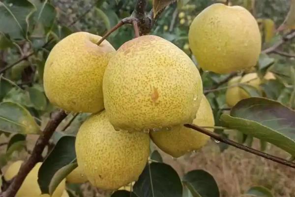 哪些水果在秋季成熟，常见苹果、芒果、火龙果等品种