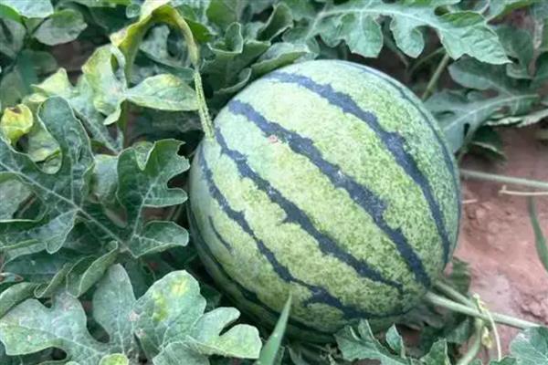 哪些水果在秋季成熟，常见苹果、芒果、火龙果等品种
