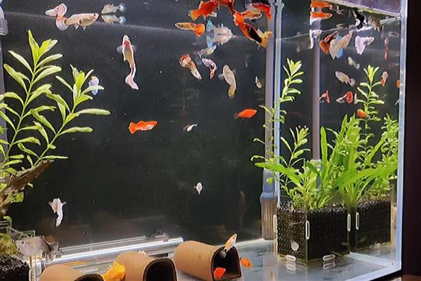 孔雀鱼不加温的过冬方法，饲喂高蛋白的食物可增强抵抗力
