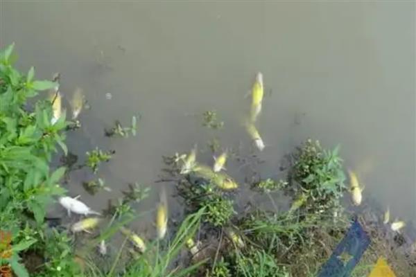 水产动物亚硝酸盐中毒有什么表现，鱼类会出现鳃丝呈褐色、眼睛突出等症状