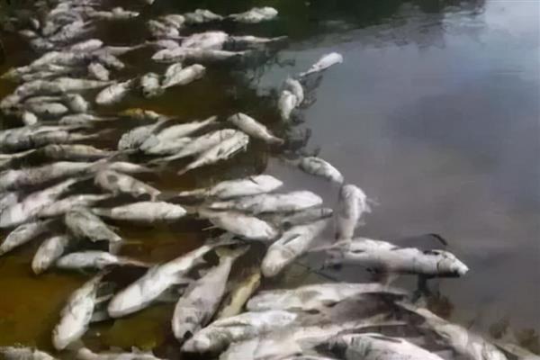 水产动物亚硝酸盐中毒有什么表现，鱼类会出现鳃丝呈褐色、眼睛突出等症状