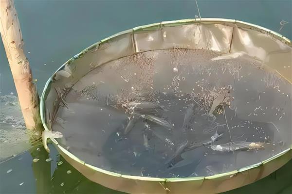 水产动物亚硝酸盐中毒有什么表现，鱼类会出现鳃丝呈褐色、眼睛突出等症状