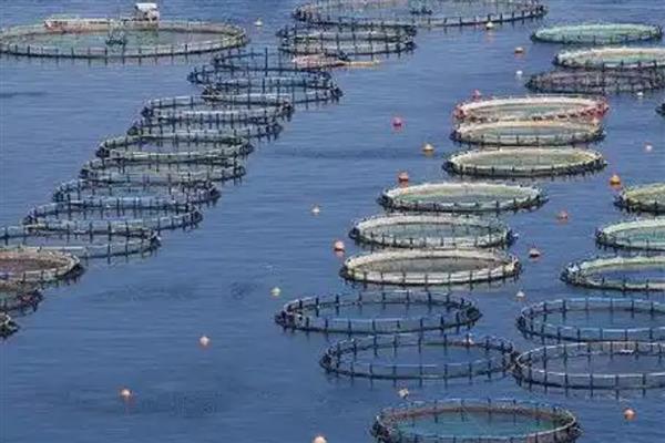 水产动物亚硝酸盐中毒有什么表现，鱼类会出现鳃丝呈褐色、眼睛突出等症状