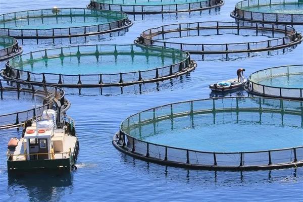 水产动物亚硝酸盐中毒有什么表现，鱼类会出现鳃丝呈褐色、眼睛突出等症状