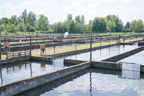水产动物亚硝酸盐中毒有什么表现，鱼类会出现鳃丝呈褐色、眼睛突出等症状