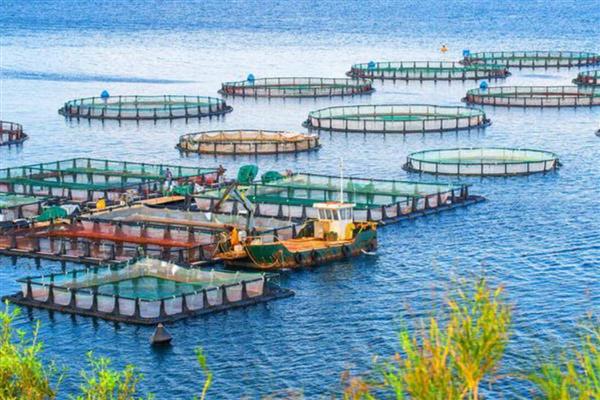 水产动物亚硝酸盐中毒有什么表现，鱼类会出现鳃丝呈褐色、眼睛突出等症状