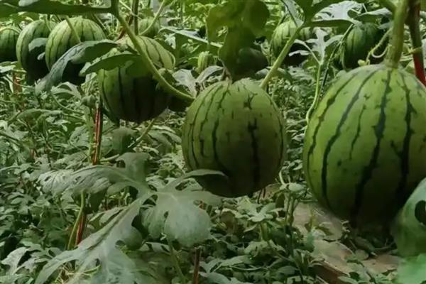 秋季怎么在大棚内种植西瓜，人工授粉可避免西瓜的成熟期推迟