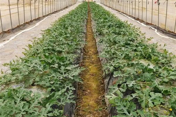 秋季怎么在大棚内种植西瓜，人工授粉可避免西瓜的成熟期推迟