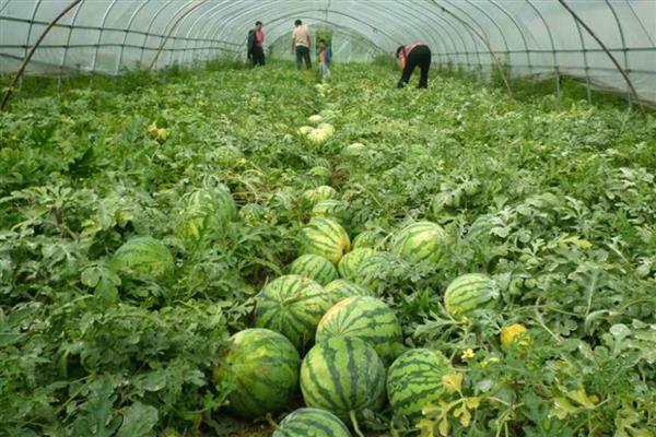秋季怎么在大棚内种植西瓜，人工授粉可避免西瓜的成熟期推迟
