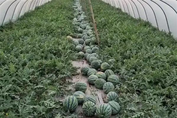秋季怎么在大棚内种植西瓜，人工授粉可避免西瓜的成熟期推迟