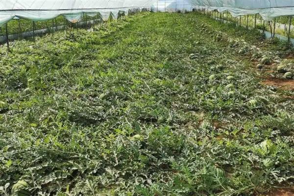 秋季怎么在大棚内种植西瓜，人工授粉可避免西瓜的成熟期推迟