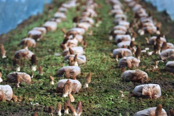 羊肚菌有哪些种植条件，适宜生长温度在18-22℃