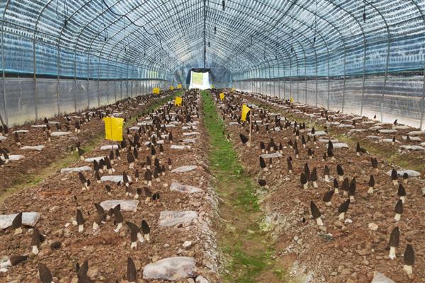 羊肚菌有哪些种植条件，适宜生长温度在18-22℃