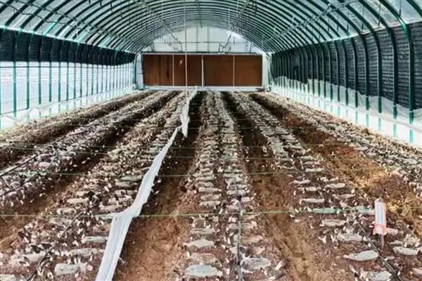 羊肚菌有哪些种植条件，适宜生长温度在18-22℃