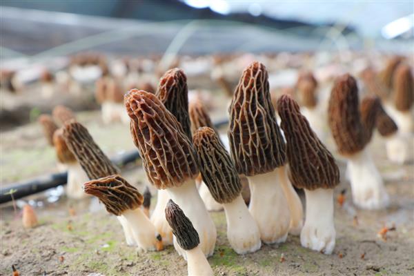 羊肚菌有哪些种植条件，适宜生长温度在18-22℃