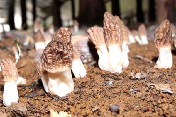 羊肚菌有哪些种植条件，适宜生长温度在18-22℃