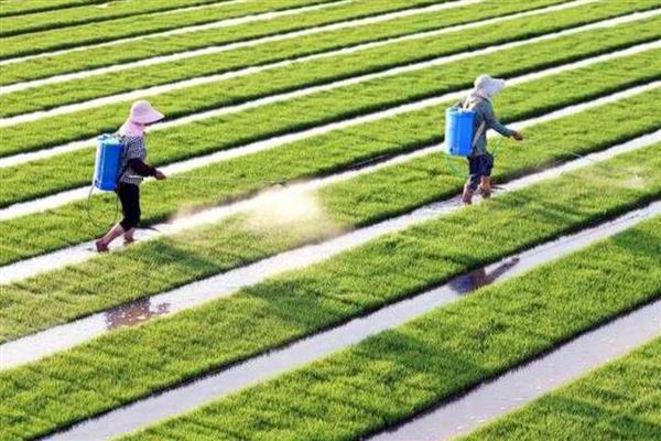 农药的毒性分类，主要分为剧毒农药、高毒农药、中毒农药等5个类型
