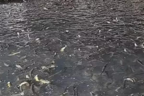 怎么在房顶养殖泥鳅，池水透明度要保持在15-25厘米