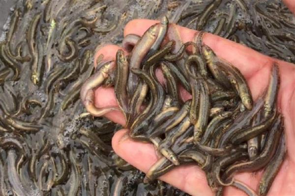 怎么在房顶养殖泥鳅，池水透明度要保持在15-25厘米