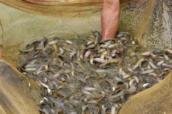 怎么在房顶养殖泥鳅，池水透明度要保持在15-25厘米
