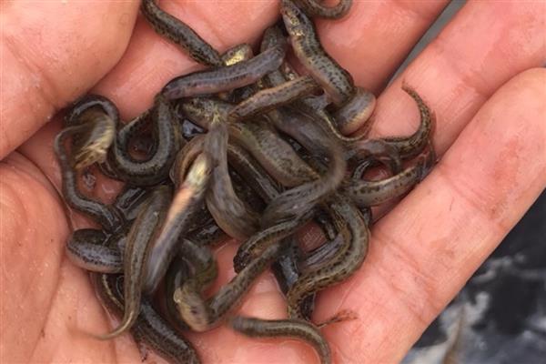 怎么在房顶养殖泥鳅，池水透明度要保持在15-25厘米