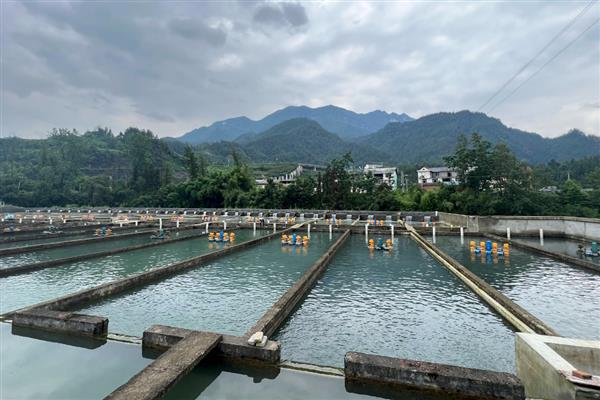 怎么在房顶养殖泥鳅，池水透明度要保持在15-25厘米