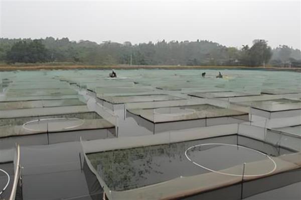怎么在房顶养殖泥鳅，池水透明度要保持在15-25厘米