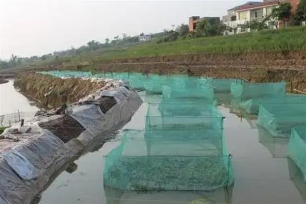 怎么在房顶养殖泥鳅，池水透明度要保持在15-25厘米