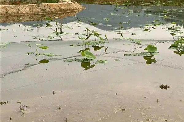 怎么在房顶养殖泥鳅，池水透明度要保持在15-25厘米