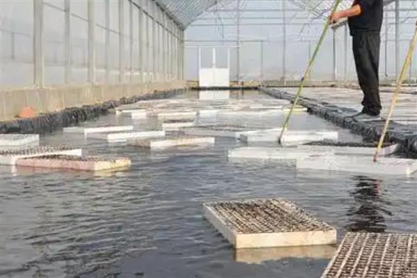 怎么在房顶养殖泥鳅，池水透明度要保持在15-25厘米