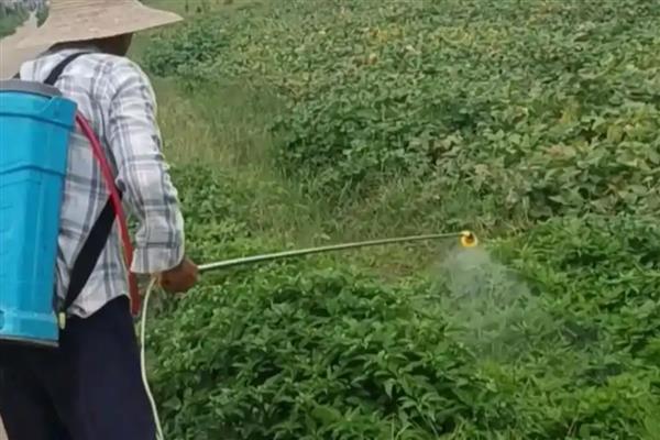 环嗪酮还是甲嘧磺隆除草好，前者的除草效果更好