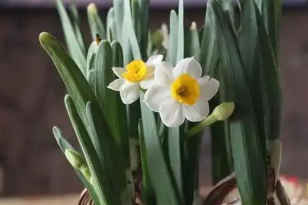 水仙花一直长高不开花的原因，可能是缺少光照或养分不足所致
