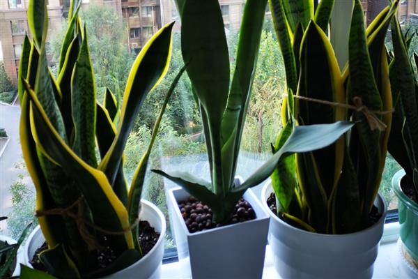 虎皮兰叶子卷成棍还能不能张开，是可以张开的