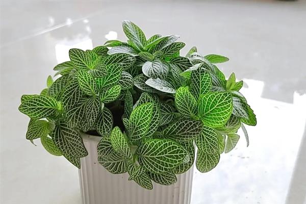 网纹草的养殖方法，通常每隔3天浇一次水