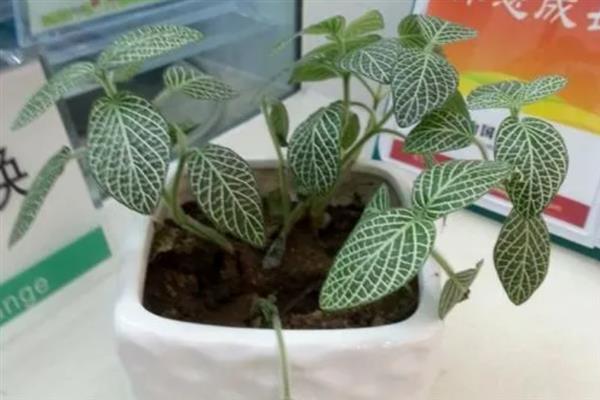 网纹草的养殖方法，通常每隔3天浇一次水