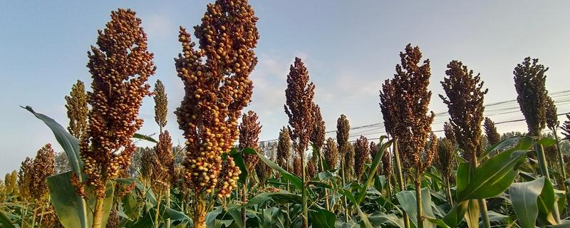 高粱的简介，其高度可达到3-5米