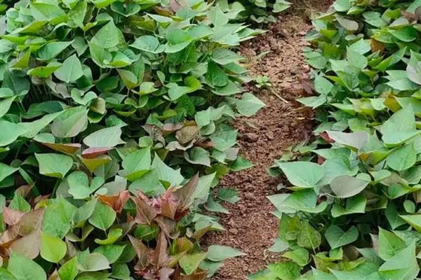 红薯高产的种植方法，以水平浅栽法为主